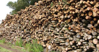 Незаконна сеч и 32 кубика незаконна дървесина са установили при проверки служители на РДГ - Ловеч