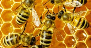 Опасни ли са неоникотиноидите за пчелите?