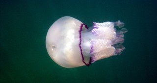 Опасност от навлизане на отровна медуза в Черно море