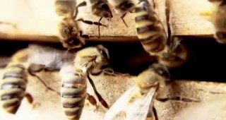 Профилактични дейности в пчелина