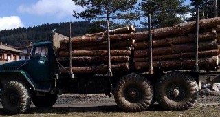 Мобилно звено към Югозападното държавно предприятие задържа два камиона с незаконно транспортирана дървесина