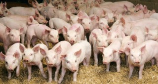 По-строги правила за обозначаването на произхода на свинското месо