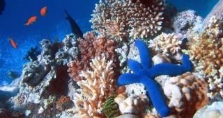 Коралите от Големия бариерен риф се хранят с пластмасови отпадъци