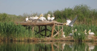 Къдроглавите пеликани в ПР Сребърна се подготвят за гнездовия период