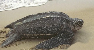В Южна Каролина спасиха рядка морска костенурка