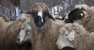 Вече са ваксинирани над 12 400 овце против болестта 