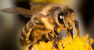 Съвременни аспекти на бактериалните заболявания по пчелите