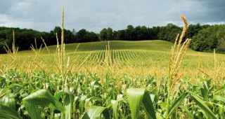 Близо 1 милиард тона царевица ще приберат стопаните в цял свят през следващия селскостопански сезон