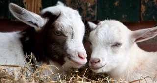 Над 325 000 овце са ваксинирани срещу син език в страната
