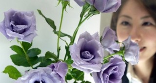 Генетично модифицирани сини рози ще се продават в Япония