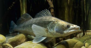 Забранява се уловът на бяла риба в периода на размножаването й