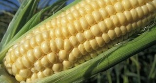 Свищовска царевица ще бъде преработвана в румънски завод за биогориво