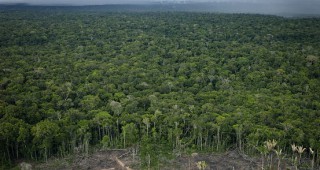 ЕС и незаконното изсичане на джунглите