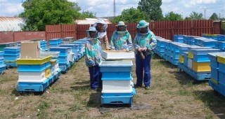 Повече субсидии са изплатени на пчеларите