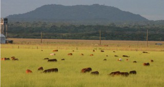Висока смъртност на говедата в Странджанско заради инфекция
