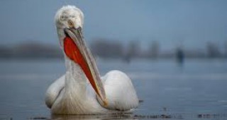 Мъртви пеликани са намерени в резервата Сребърна