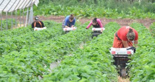 Правата на българските сезонни работници системно се нарушават