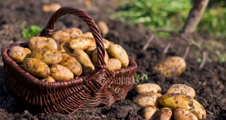 Открива се предварителен прием по Държавна помощ за картофи от 1 април