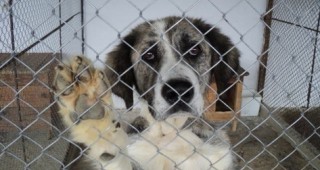 Взети са проби за изследване от кучетата в приютите за безстопанствени животни