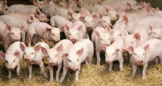 ЕК одобри нотификация на държавна помощ за хуманно отношение към свинете за 178 млн. лв. до 2022 г.