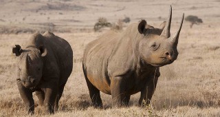 Повече от 20 държави от цял свят обединиха усилията си за защита на дивите животни в Африка