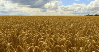 Нискокачественото зърно е в листата на енергийните източници в Полша
