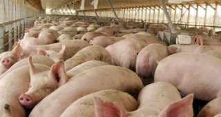 Започва прием на заявления по схемата за хуманно отношение към свине