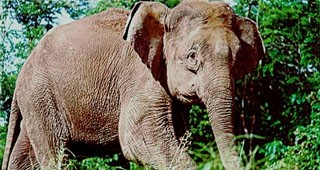 Старчески дом за слонове ще бъде открит в Тайланд