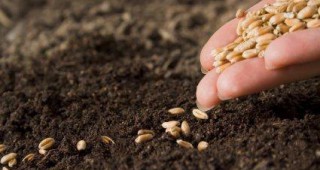 Фонд Земеделие отпуска 1,5 милион лева за насърчаване производството и използването на висококачествени семена