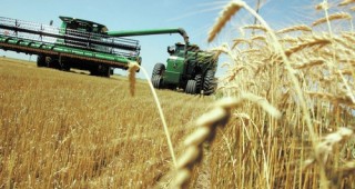 Приблизително 1 266.6 хил. хектара са реколтираните площи с пшеница и лимец за 2014 г.
