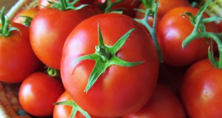 Големи испански производители ще изнесат производството си на домати в Мароко