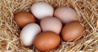 Средните цени на едро и на дребно на яйца за страната отбелязват леки разнопосочни изменения