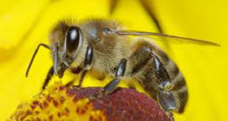 Развъждане, селекция и производство на майки в пчеларството