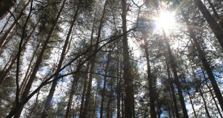 Георги Костов: Всички фирми, които искат да работят в горите от 2016 г. е необходимо да се сертифицират
