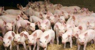 Нови огнища на африканска чума по свинете са констатирани в Източна Европа