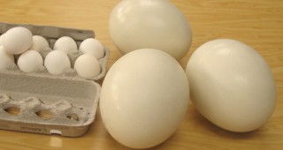 В дните преди Великден щраусовите яйца стават все по-търсени