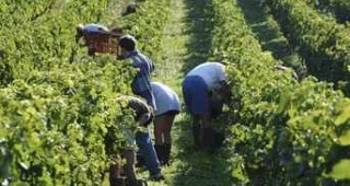 275 кг от декар е добивът от винени сортове грозде в Шуменска област