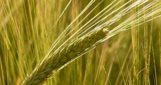 Очакват се 50 млн. тона зърно в Германия
