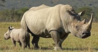 За европейски екшън-план против търговията със слонова кост и други трофеи от диви животни настоява британската природозащитна фондация 