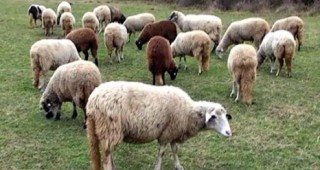 В Берковица забраняват пашата на селскостопански животни в ливади, подлежащи на коситба