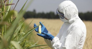 Откриха ГМО в посевни материали в Германия