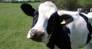 Кризата в млечното говедовъдство се задълбочава