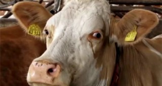 От 27 април започва прием на заявления по de minimis за стопаните, отглеждащи млечни крави и биволици
