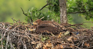 Три нови гнезда на царски орли открити в Югоизточна България