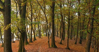 Инвентаризация на дървесина ще бъде извършена на територията на ДГС Ардино
