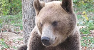 В Смолян провеждат дискусия по проблемите с мечките