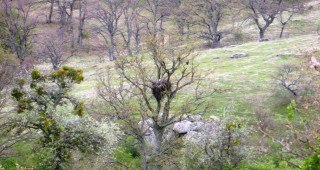 Рекорден брой нови гнезда на царски орли открити в Европейска Турция