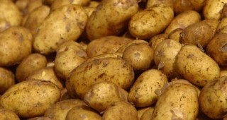 Средно 1 800 кг e добивът на картофи в община Доспат