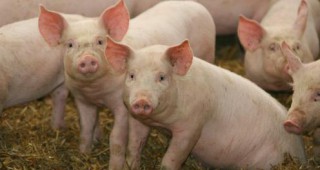 Приключва приема на заявления по схемата за хуманно отношение към свине