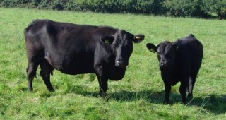 Месодайното говедовъдство влиза организирано в голямото семейство на говедовъдите